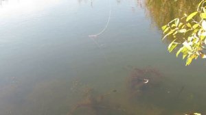 ЖИВЕЦ-РОБОТ!!! РЫБКА-ОГОНЬ!!! Pike fishing with a robot-lure!!!