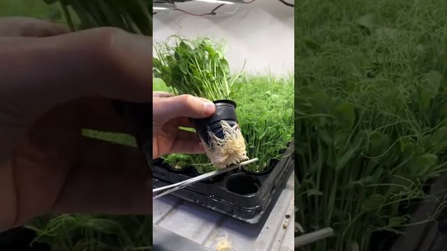 Быстрые и легкие деньги в квартире смотреть онлайн