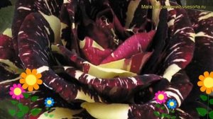 Роза флорибунда Фокус Покус. Краткий обзор, описание характеристик, где купить саженцы