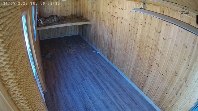 Грозный гепард! Герда угрожает и шипит!!! Такого вы еще не видели!!! смотреть онлайн