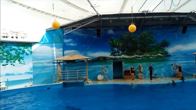 высокий прыжок дельфина смотреть онлайн