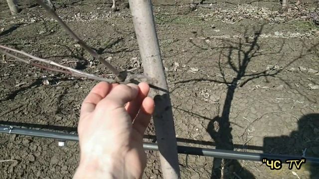 Обрезка НА ПЕНЕК или ЮГОСЛАВСКИЙ ПЕНЕК. РЕЗУЛЬТАТ!!! смотреть онлайн