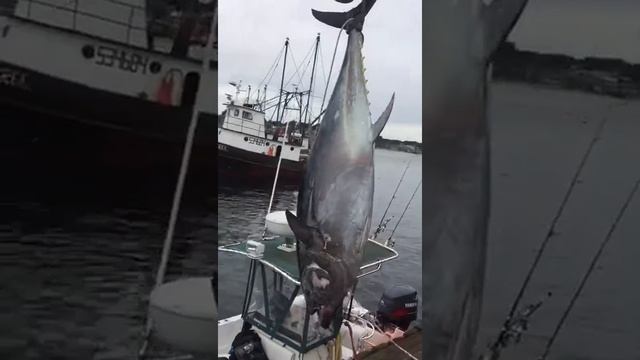 Огромный Тунец смотреть онлайн