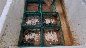 Сикреты разведение Аулофоруса в домашних условиях