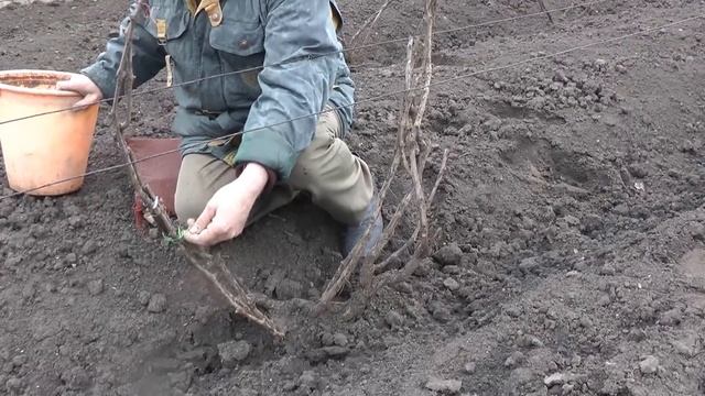 Подвязка лоз винограда различных возрастов после весеннего открытия кустов. смотреть онлайн