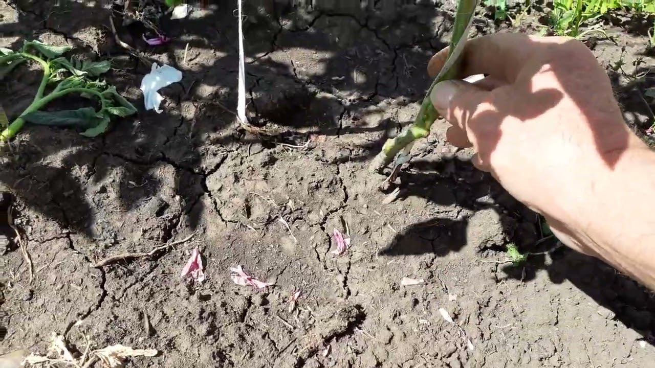 два способа подвязки помидоры на шпалере, которые я использую... смотреть онлайн