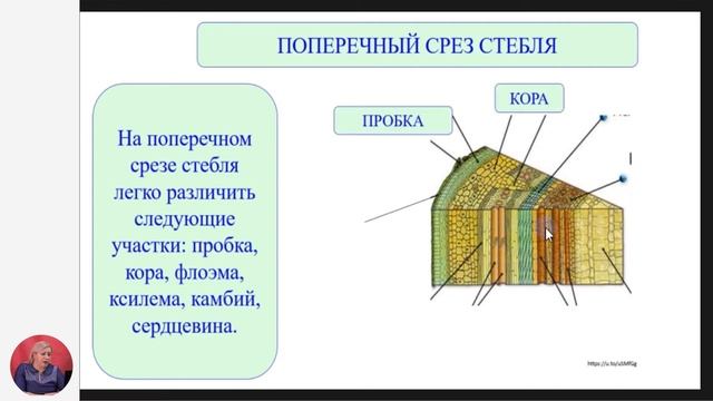 Биология, 7-й класс, Разнообразие стеблей. Строение и функции стебля смотреть онлайн