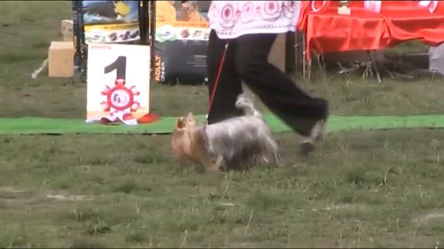19 мая 2013 г Кишинев CACIB-IKU смотреть онлайн