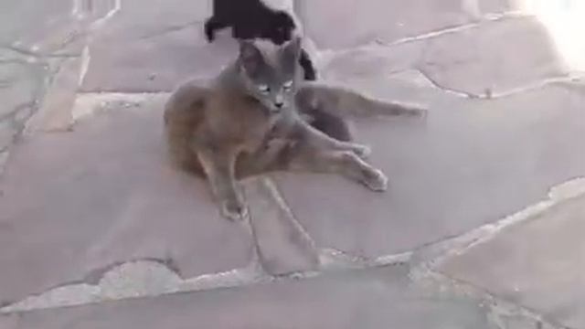 Бесхвостый кот Котэ? смотреть онлайн