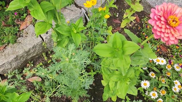 Циния многолетняя из семян неприхотливое садовое растение смотреть онлайн