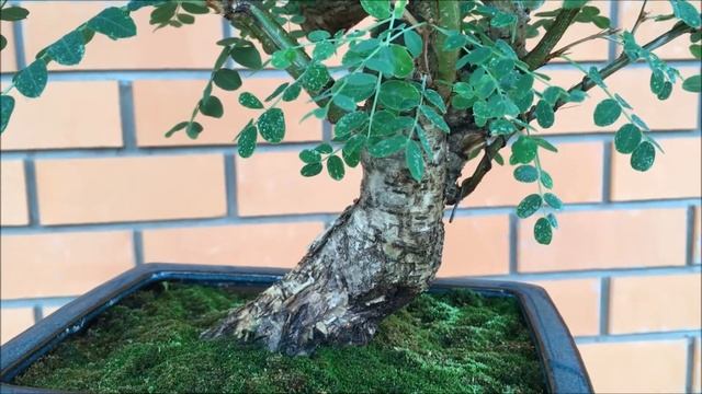 Бонсай Карага́на древови́дная лат Caragána arboréscens жёлтая акация смотреть онлайн