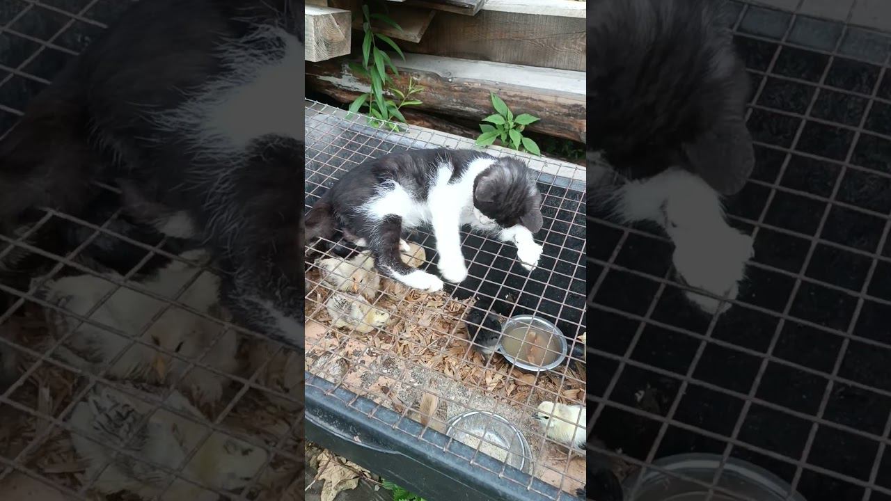 КОТЁНОК ЦЫПЛЯТА #кот #котенок #котики #коты #цыплята #цыпленок #цыплёнок #охота #животные #animals