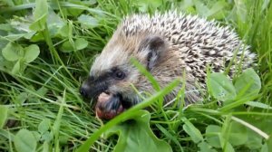 Ежик на даче. Как подружиться и чем угостить