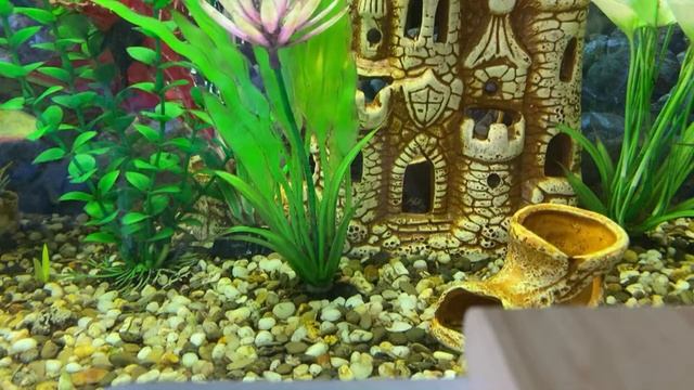 Чтение 4 кл: Н.Г.Гарин-Михайловский «Детство Темы» Гл.4 «Старый колодезь»/ В сокращении/04.12.22 смотреть онлайн