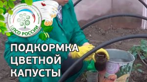 Как и чем подкормить цветную капусту. Первая подкормка и мульчирование цветной капусты.