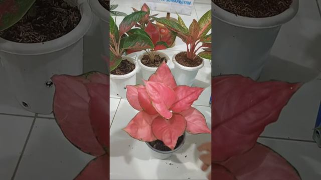 Aglonema Murah Cuman Ada Disini смотреть онлайн