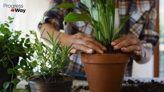 Мошки В Комнатных Цветах! Как Избавиться От Мошек В Комнатных Горшках. Способ Избавления От Мошек! смотреть онлайн