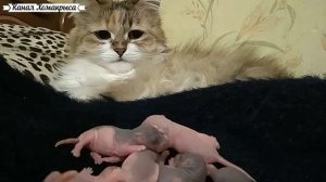 Любимые звуки кошек и котов Звук мыши для котов Звук мыши для кошки Приятные звуки для кошек и кото