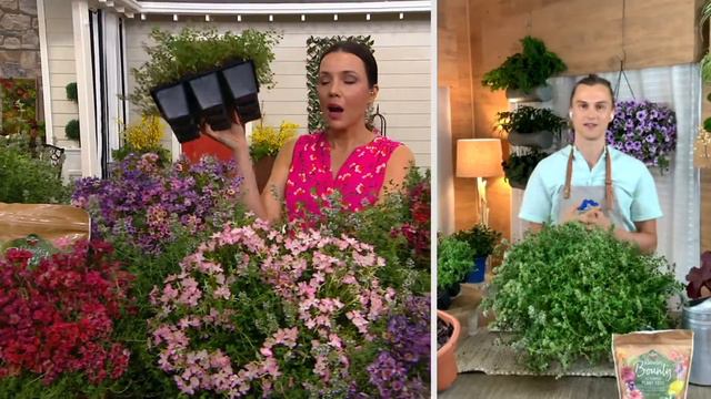 Roberta's 9-Piece Trample Me Flowering Thyme Live Plants on QVC смотреть онлайн