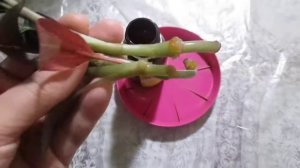 Как укореняются черенки лудизии // Состояние новичка мини фаленопсиса