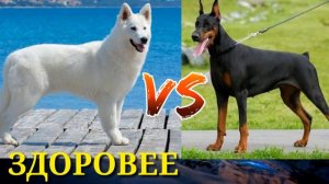 #Белая швейцарская овчарка против Добермана//Animals Battle//