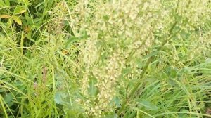 как поймать ящерицу