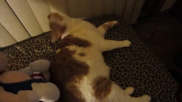 Кот с куколкой смотреть онлайн