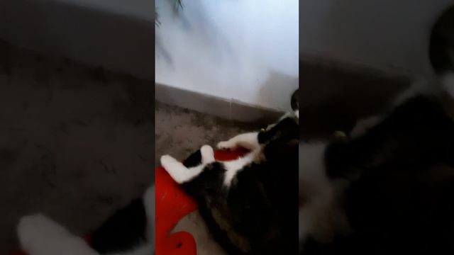 Ёлка осыпалась...Почему?😉 смотреть онлайн