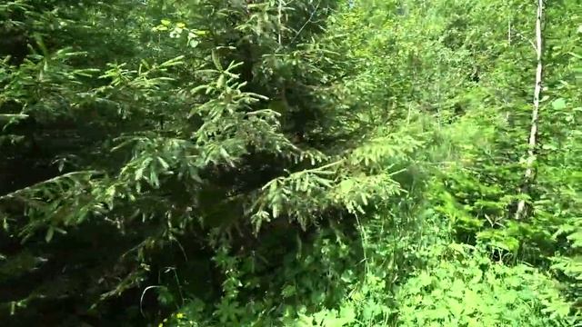 Лесные бродяги. 18 июня (2 часть) смотреть онлайн