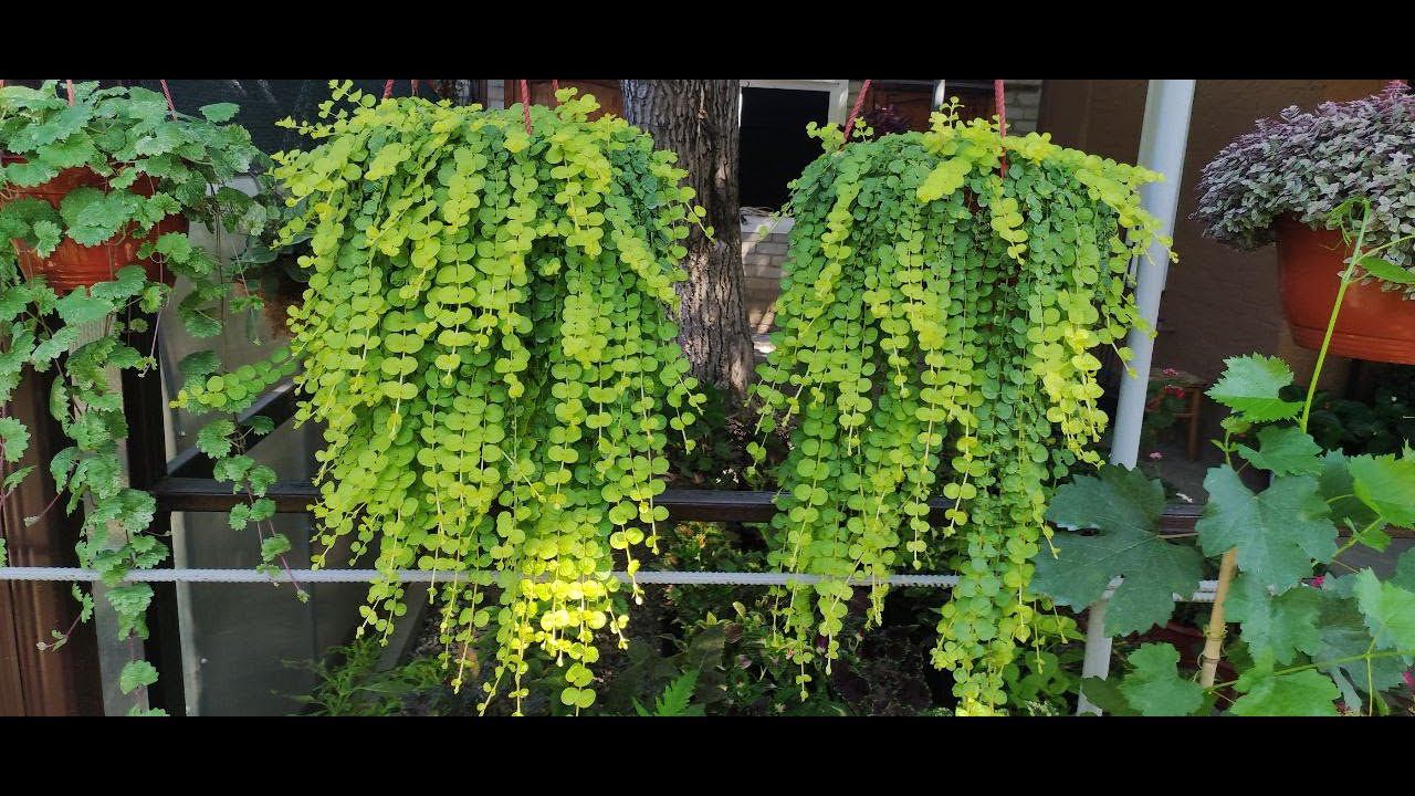 Почему сохнет и плохо растет вербейник монетчатый. Как вырастить шикарное кашпо. смотреть онлайн
