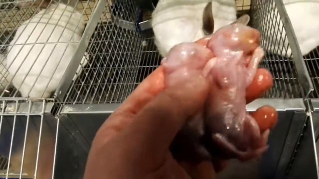 Реанимация крольчат смотреть онлайн