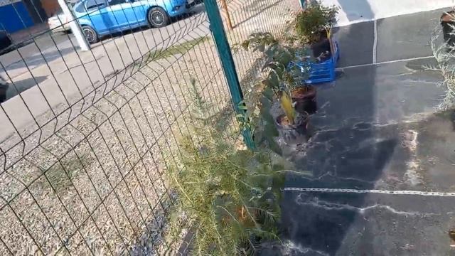 Что купила ...начало положено.