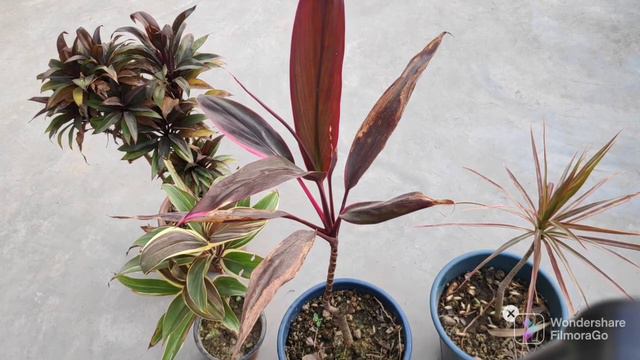 42. Hawaiian Ti (Dracaena) plant care and Propagation. смотреть онлайн