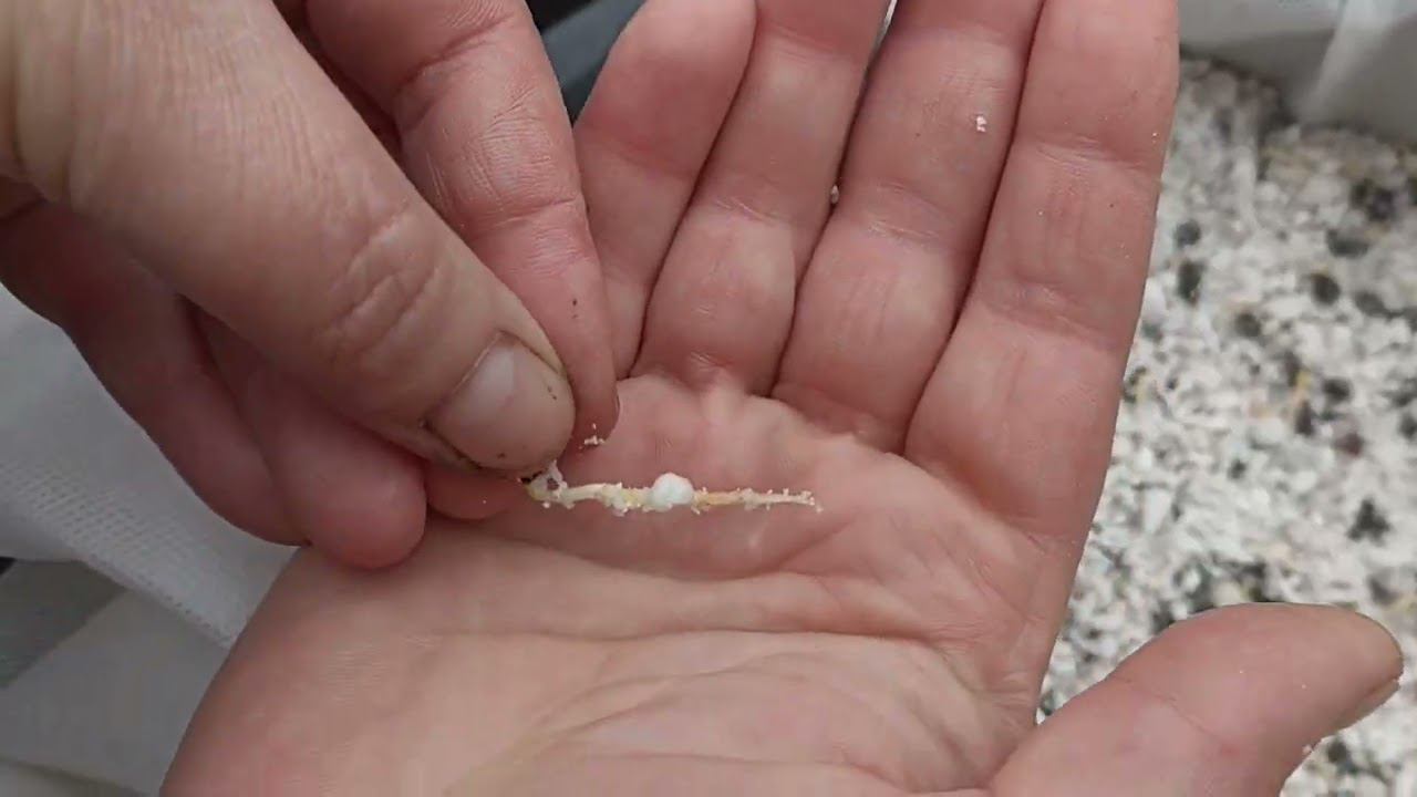 посадка семечек яблони для выращивания подвоя в горшках смотреть онлайн