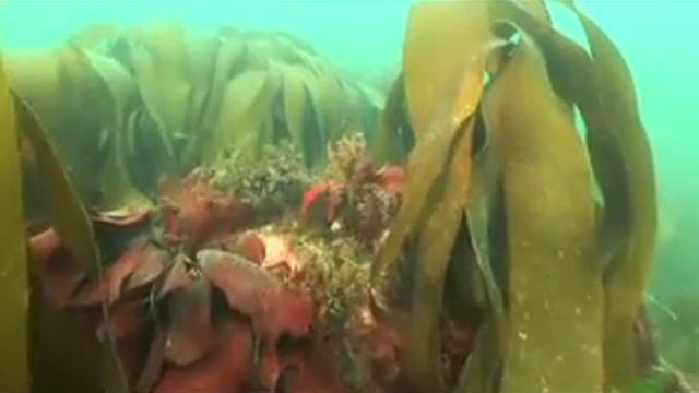 Les Algues et la Chimie verte Olmix (Green Tech) смотреть онлайн