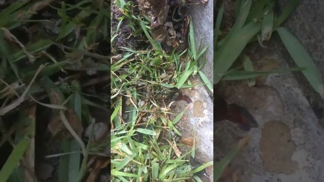 Wild Kid Explorer - Snails and Worms смотреть онлайн