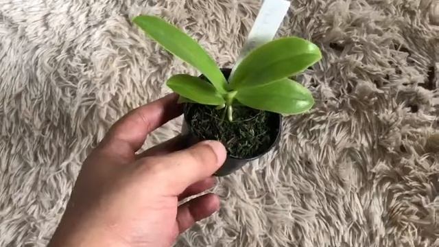 Muda de Orquídea Phalaenopsis Lueddemanniana смотреть онлайн