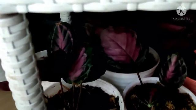 plant tour tanaman hias di teras sempit смотреть онлайн