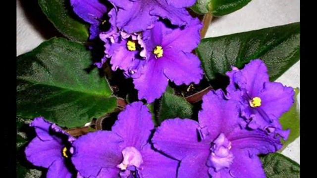 Сенполии Бондаренко И.В. - 5.wmv смотреть онлайн