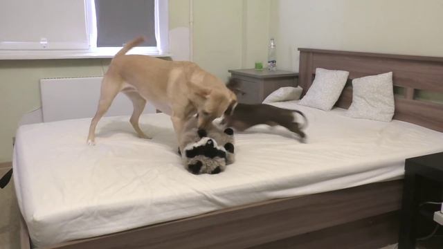 Dachshund goes nuts when allowed to play on the bed смотреть онлайн