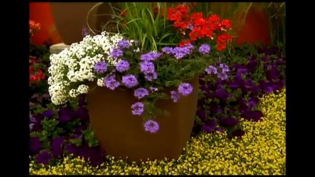 Proven Winners® Gardener Channel: Proven Winners® Superbena® Royal Chambray Verbena смотреть онлайн