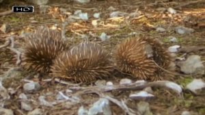 Ехидна - интересные факты