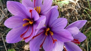 «Шафран (Saffron Crocus)» РЕЛАКС АРТ-ТЕРАПИЯ ИМПРОВИЗАЦИЯ композитор Виктор Анохин #flowers #music
