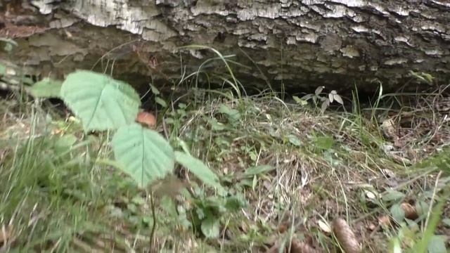 Собираем грибы! Август 2022 г. Тихая охота продолжается! смотреть онлайн