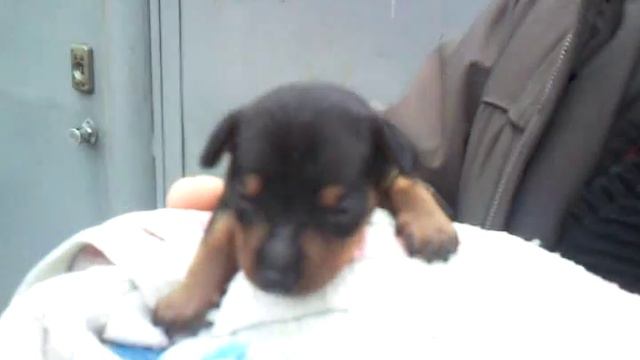 цвергпинчер локи смотреть онлайн