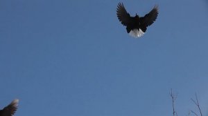 Николаевские голуби Донецк