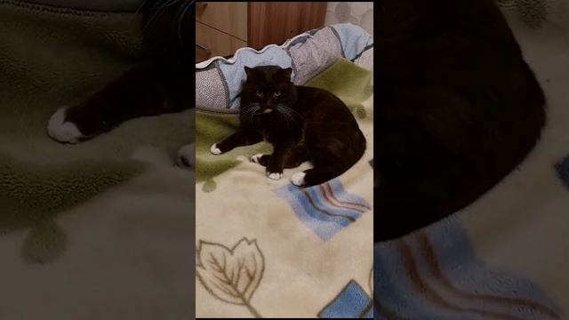 Тоша курва. Когда не знаешь как выглядит бобр. Смешная озвучка. смотреть онлайн