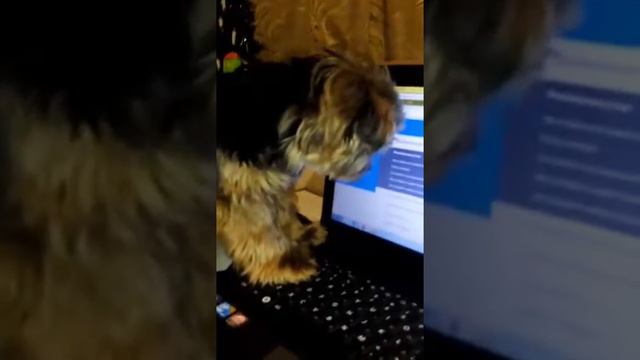 Йорк охотится за курсором мышки смотреть онлайн