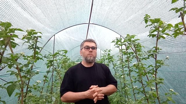 Что выгоднее выращивать ежевику или клубнику ? Мой взгляд. смотреть онлайн