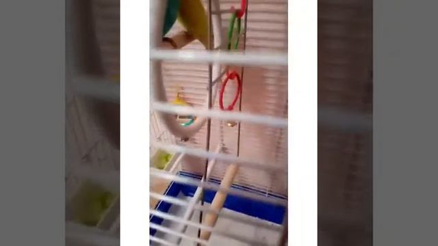 Что должно находиться в клетке у попугайчиков I смотреть онлайн